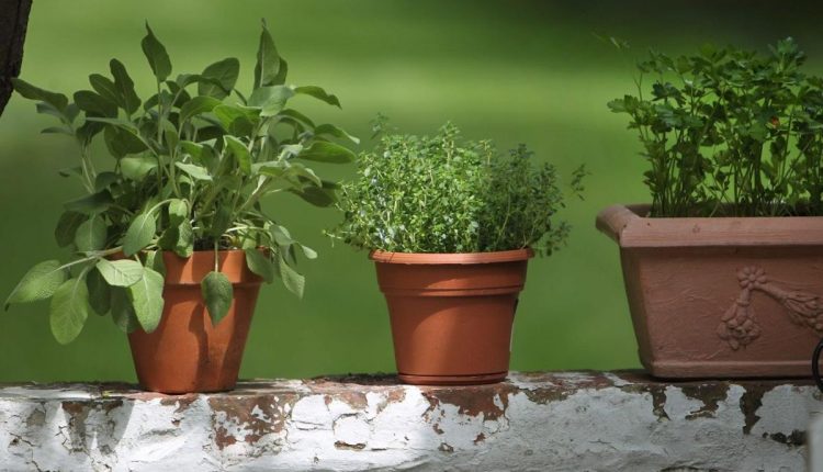 五月五月家的月Cantillon