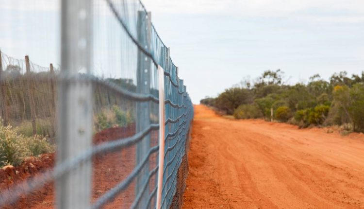新南威尔士州政府号召野狗饲养员| Tenterfield Star