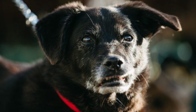 不公平待遇:宠物狗穿过栅栏后，主人追着建筑工人要兽医费