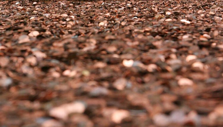 格鲁吉亚男子在车道留下的油腻便士堆中收到最终薪水